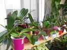 DSCN0563