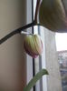 DSCN4430