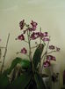 DSCN4626