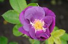 Rhapsody in Blue