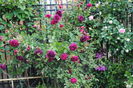 Munstead Wood si Eden Rose