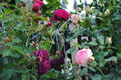 Munstead Wood si Eden Rose