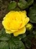 yellow meilove