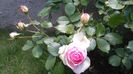 Eden rose