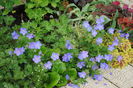 geranium johnsons-blue