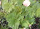 Paeonia itoh Julia Rose