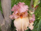 Iris Dawn Glory