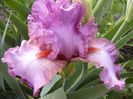 Iris Extravagant