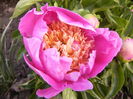 Paeonia Largo