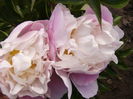 Paeonia Angelica