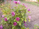 Rosa Minerva