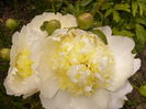 Paeonia Honey Gold