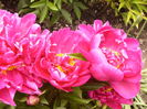 Paeonia Karl Rosenfield