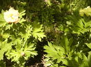 Paeonia Bartzela-itoh-