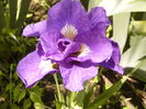Iris sibirica Concorde Crosh