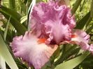 Iris Extravagant