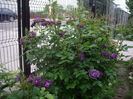 Rhapsody in blue