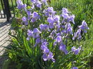 DSCF8427