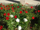 DSCF8437