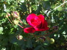 DSCF8440