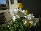 DSCF8454