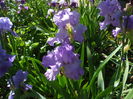 DSCF8459