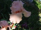 DSCF8462
