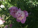 DSCF8470