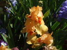 Fresno Calypso