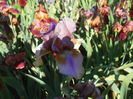 DSCF8479