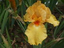 DSCF8531