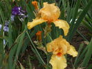 DSCF8532