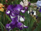 DSCF8541