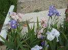 DSCF8545