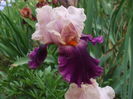 DSCF8552