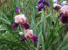 DSCF8553