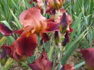 DSCF8558