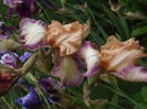 DSCF8561