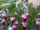 Camelot Rose