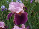Camelot Rose