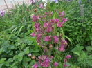 DSCF8588