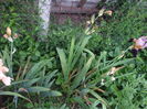 DSCF8593