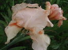 DSCF8595