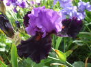 DSCF8599