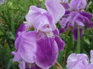 DSCF8610