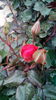 IMG_20160518_204840