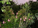 DSCN8715