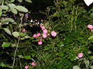 DSCN8716