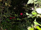 DSCN8717