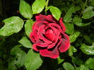 DSCN8761